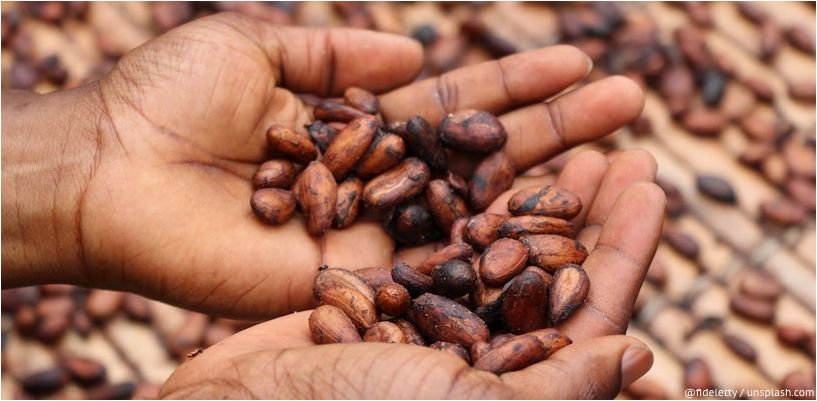 cacao en las palmas