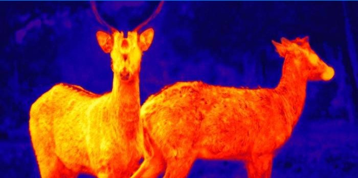 Animales disparados por cámara infrarroja