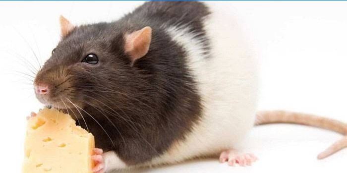 Rata comiendo queso