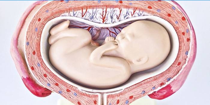 La ubicación transversal del feto en el útero.