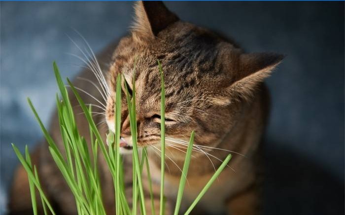 Gato come hierba