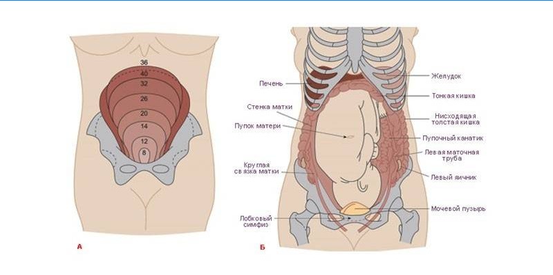 Crecimiento uterino durante el embarazo.
