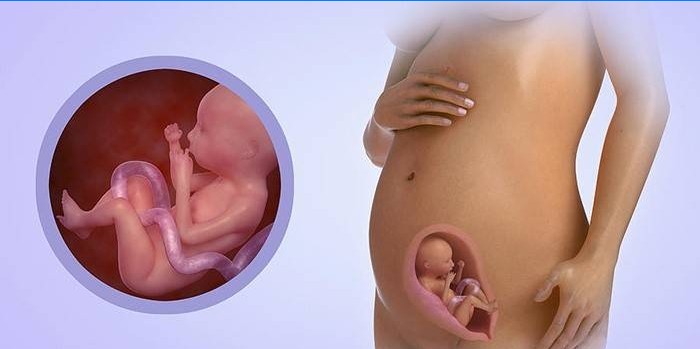 Desarrollo fetal en el sexto mes de embarazo.