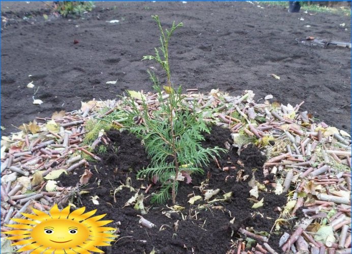 Clase magistral: cómo plantar thuja