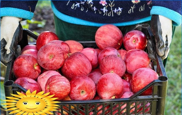 Cómo cosechar y almacenar correctamente las manzanas