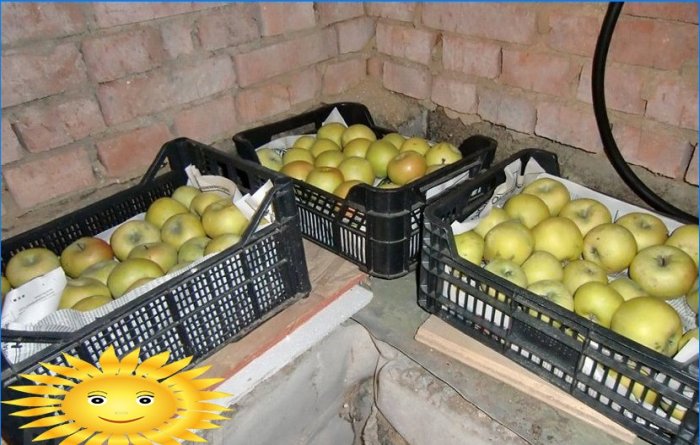 Cómo cosechar y almacenar correctamente las manzanas