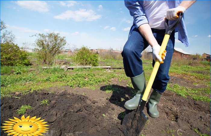 Cómo mejorar la estructura del suelo y aumentar su fertilidad.