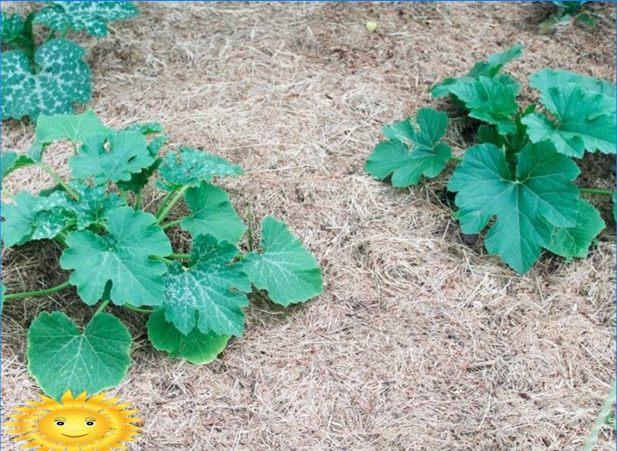 Cultivo de calabacín: plantación, cuidado, características.