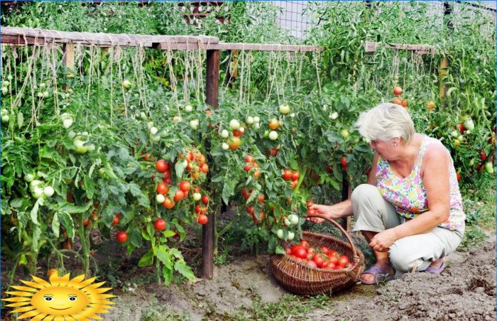 Cultivo de tomates: cómo salvar la cosecha de tomates en verano frío