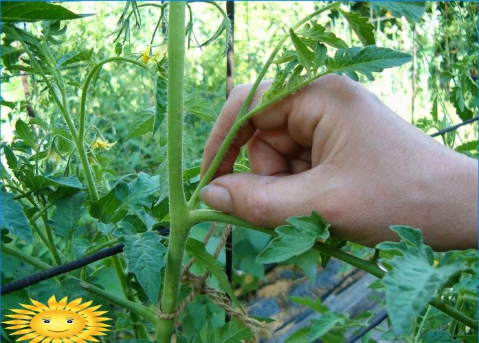Formación de arbustos de tomate: pellizcos.