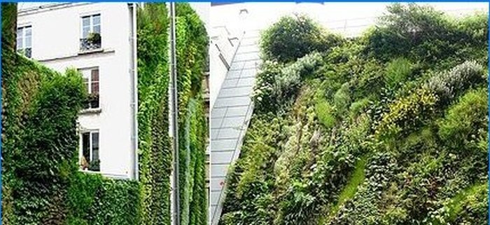 Muros y jardines de plantas verticales