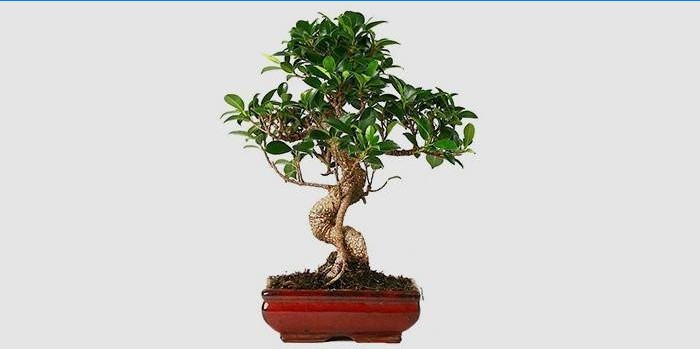 Ficus de interior Bonsai