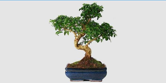 Ficus Microcarp
