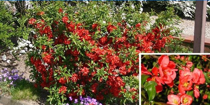 El arbusto ornamental Henomeles es popular entre los jardineros.