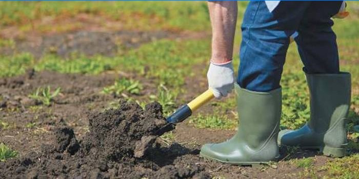 Un hombre cava un jardín.