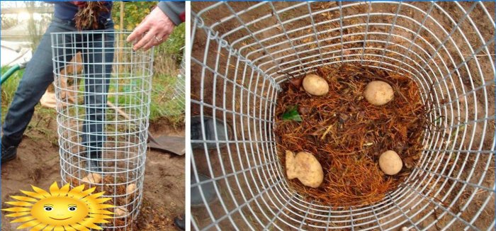 8 formas de cultivar patatas sin cavar en su jardín