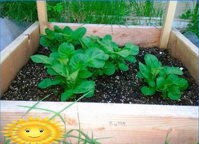 8 formas de cultivar patatas sin cavar en su jardín