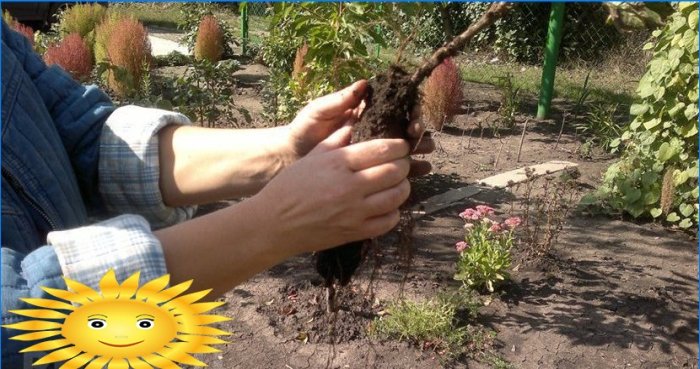 Cómo cultivar grosellas en una casa de verano.