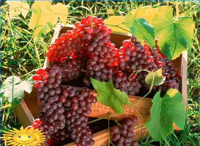 Cuidado de la uva: Calendario de 12 meses