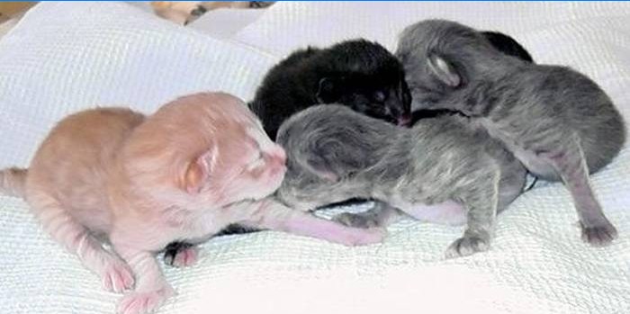 Gatitos recién nacidos