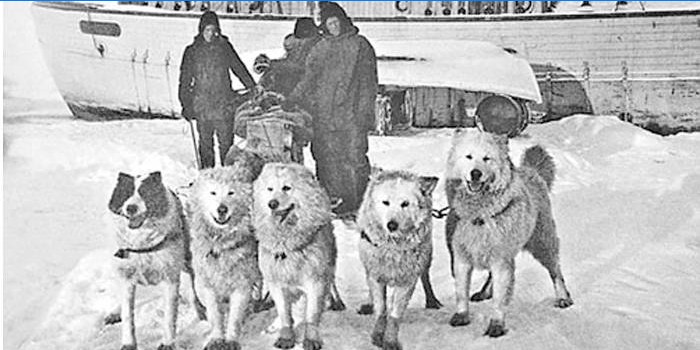 Expedición al Polo Norte de Amundsen