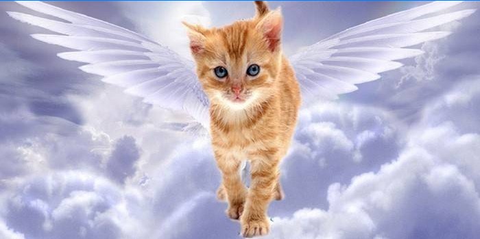 Gatito ángel en el cielo