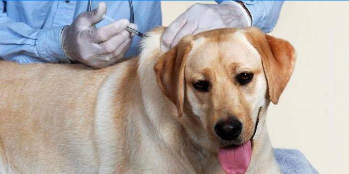 Veterinario hace una inyección a un perro