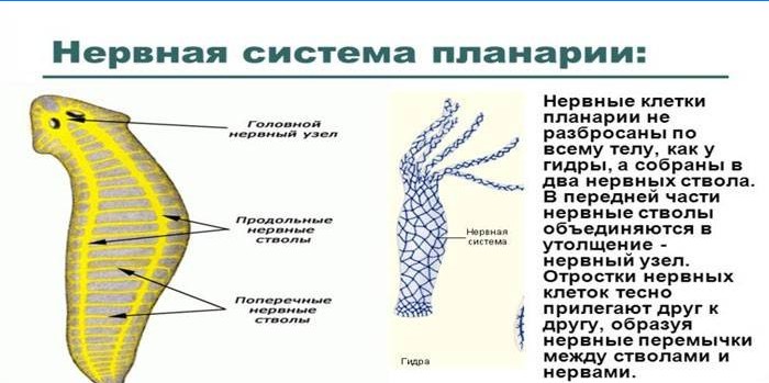 Sistema nervioso planaria