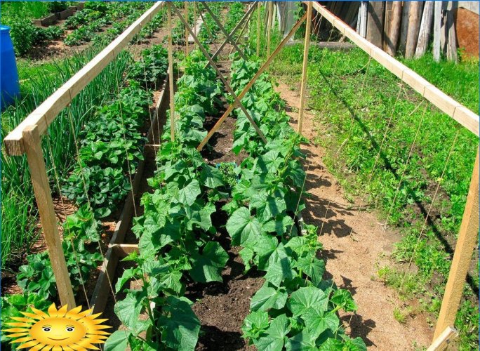 Recetas populares de fertilizantes para el jardín.