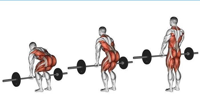 El trabajo de los músculos humanos al realizar el peso muerto con una barra