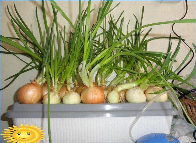 Planta casera para cultivar cebollas verdes.