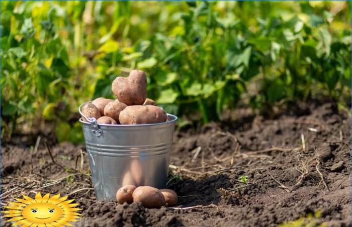 7 razones para plantar papas en el sitio