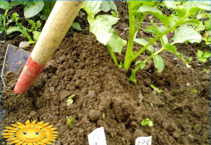 7 razones para plantar papas en el sitio