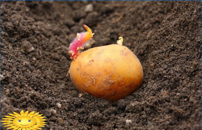 Plantar patatas