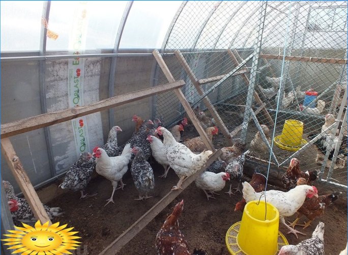 Características de mantener gallinas ponedoras en invierno.