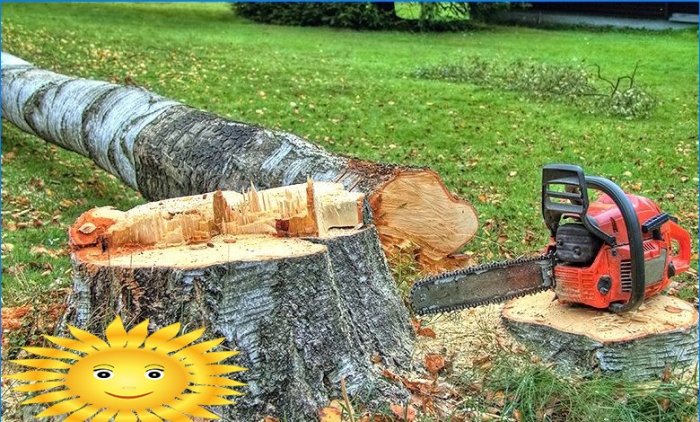 Cómo cortar un árbol sin infringir la ley