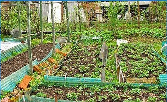 Cómo cultivar hortalizas tempranas sin invernadero