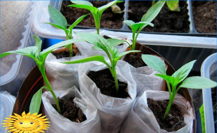Cómo cultivar plántulas en un caracol y un pañal.