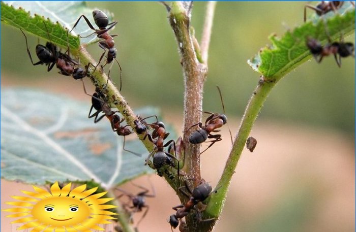 Lucha de hormigas o cómo deshacerse de los nidos de hormigas