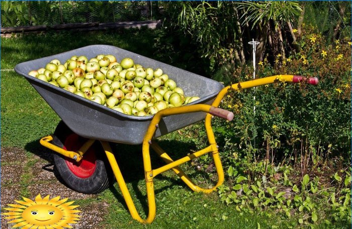 Cómo elegir un carrito de jardín, una carretilla para las necesidades del hogar
