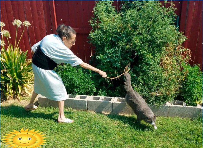 Cómo proteger su jardín de las mascotas