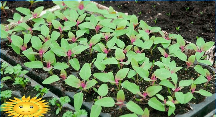 Cultivo de espinacas al aire libre: plantación y cuidado.