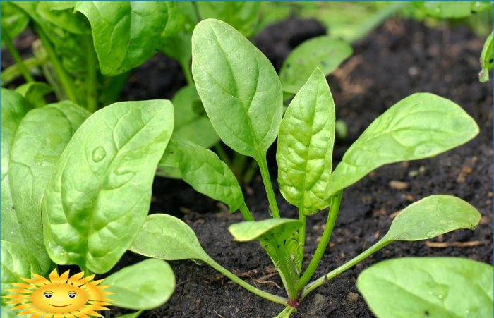 Cultivo de espinacas al aire libre: plantación y cuidado.