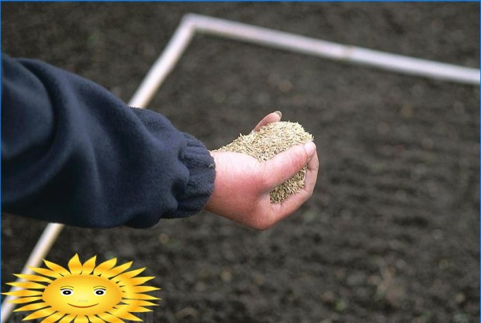 Dispositivo de césped: selección de semillas de césped, plantación, cuidado.