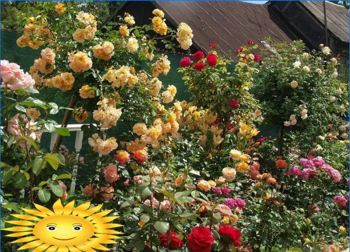 Equipamos un jardín de flores en el sitio: elija la mejor opción