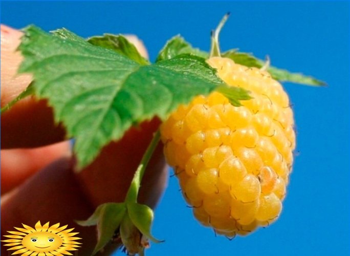 Frambuesas amarillas: características de las variedades y el cultivo.