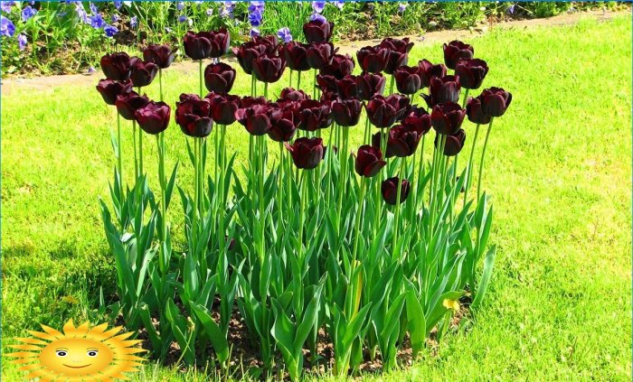 Cama de flores de tulipanes
