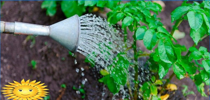 Mantenimiento de jardines: cómo salvar cultivos en condiciones de calor y sequía