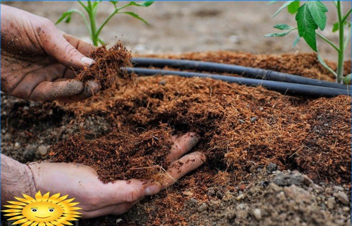 Mantenimiento de jardines: cómo salvar cultivos en condiciones de calor y sequía