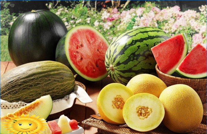 Melones en el sitio: cultivamos melones y sandías